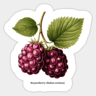 Botanical illustration of Boysenberry (Rubus ursinus) Sticker